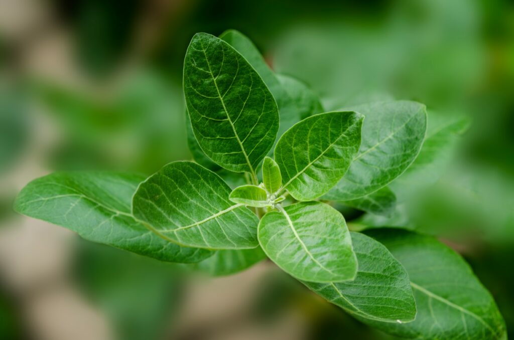 How Long Does Ashwagandha Take to Work?