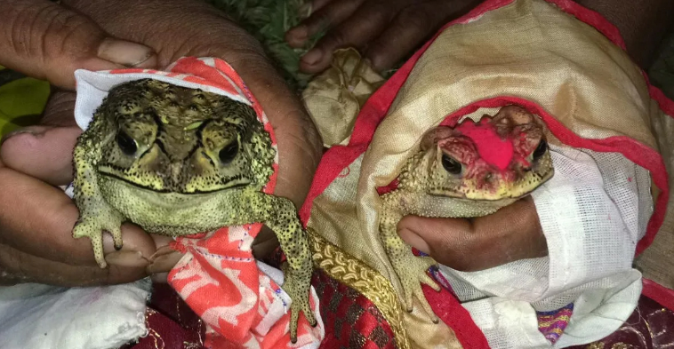 Frog Wedding for Rains - Superstition for Extreme Heat Warning
